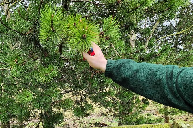 Adult Foraging Walk & Bushcraft Cookery Course for Beginners - Learning plants without feeling overwhelmed