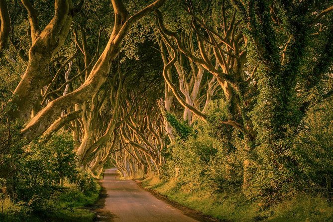 From Belfast-Giants Causeway, Dunluce Castle and Dark Hedges tour - The Dark Hedges: a fast stop for photographs