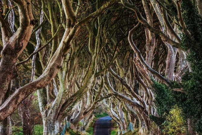 Giant's Causeway Full Day Tour from Belfast - Who will enjoy this tour most