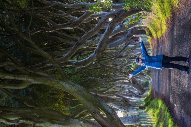 Giants Causeway & Antrim Coast Private Tour - The Dark Hedges: a quick start under the trees