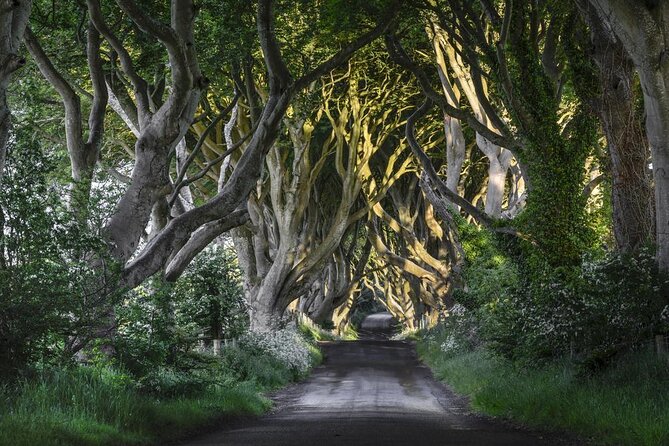 Giants Causeway, Rope Bridge, Carrickfergus Castle and Dark Hedges Tour - Key points to know before booking