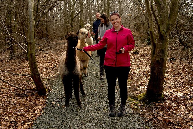 Guided Scenic Alpaca Trekking Experience Northern Ireland - Meeting your alpaca at BallyBurren Outdoor Escapes