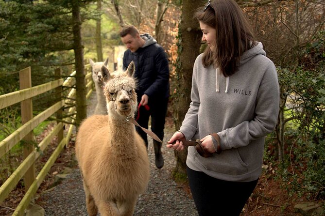 Guided Scenic Alpaca Trekking Experience Northern Ireland - Why the alpaca interaction works for families