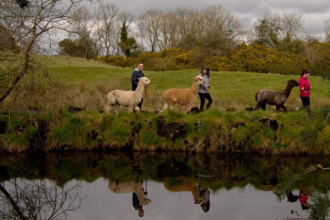 Guided Scenic Alpaca Trekking Experience Northern Ireland - Who will enjoy this most?