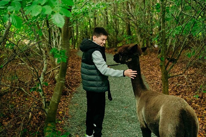 Guided Scenic Alpaca Trekking Experience Northern Ireland - A 30 to 40 minute walk through fields and woodland